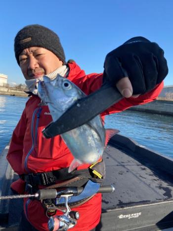 シーマジカル 釣果