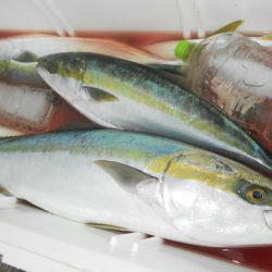 こうゆう丸 釣果