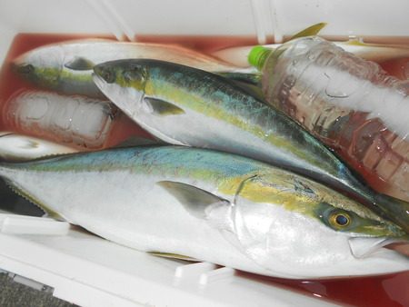 こうゆう丸 釣果