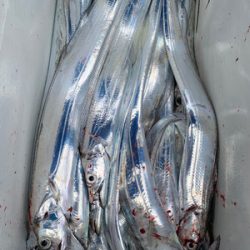 さんさん丸 釣果