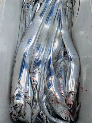 さんさん丸 釣果