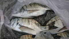 まこと渡船 釣果