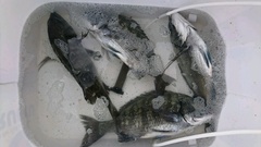 まこと渡船 釣果