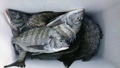 まこと渡船 釣果