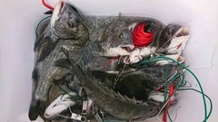 まこと渡船 釣果