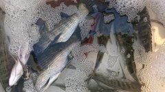 まこと渡船 釣果