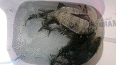 まこと渡船 釣果