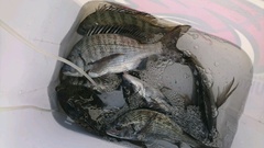 まこと渡船 釣果