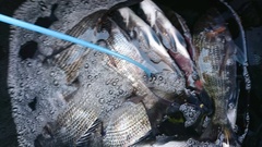 まこと渡船 釣果