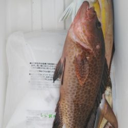 遊漁船 新鋭丸 釣果