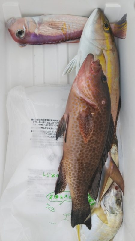 遊漁船 新鋭丸 釣果