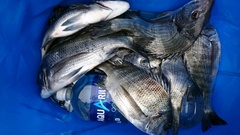 まこと渡船 釣果