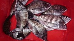 まこと渡船 釣果