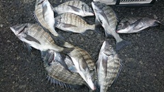 まこと渡船 釣果