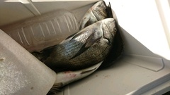 まこと渡船 釣果