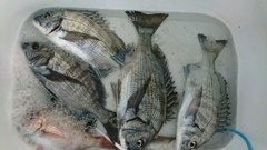 まこと渡船 釣果