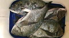 まこと渡船 釣果