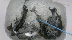 まこと渡船 釣果