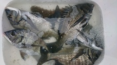 まこと渡船 釣果