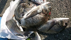 まこと渡船 釣果