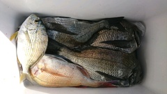 まこと渡船 釣果