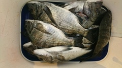 まこと渡船 釣果