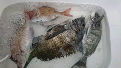 まこと渡船 釣果