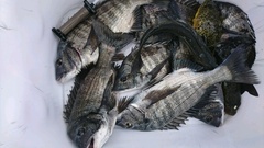 まこと渡船 釣果