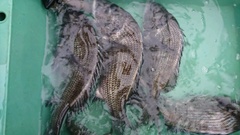 まこと渡船 釣果