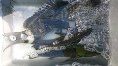 まこと渡船 釣果