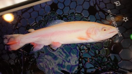 フィッシングレイクたかみや 釣果