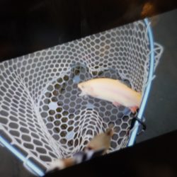 フィッシングレイクたかみや 釣果