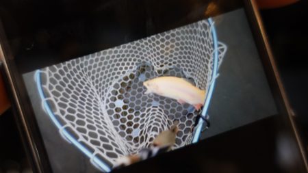 フィッシングレイクたかみや 釣果