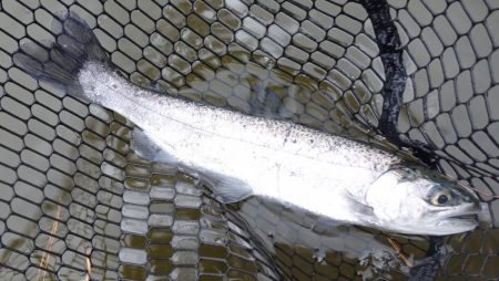 フィッシングレイクたかみや 釣果