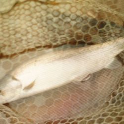 フィッシングレイクたかみや 釣果