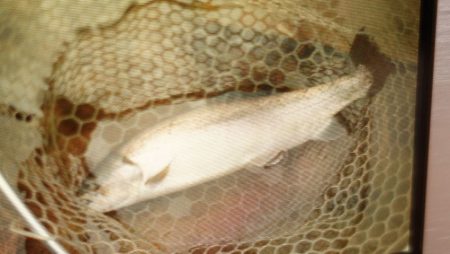 フィッシングレイクたかみや 釣果