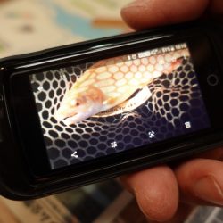 フィッシングレイクたかみや 釣果