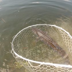 フィッシングレイクたかみや 釣果