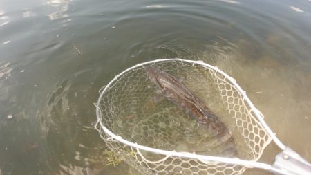 フィッシングレイクたかみや 釣果