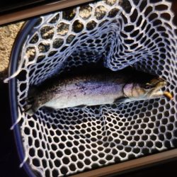 フィッシングレイクたかみや 釣果