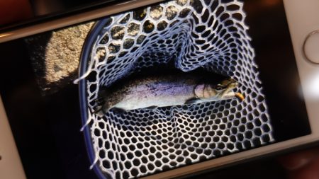 フィッシングレイクたかみや 釣果