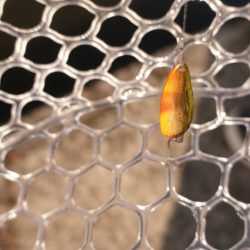 フィッシングレイクたかみや 釣果