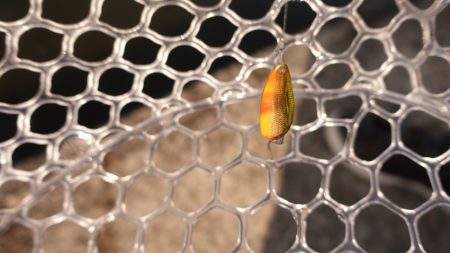 フィッシングレイクたかみや 釣果