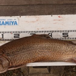 フィッシングレイクたかみや 釣果