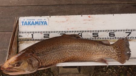 フィッシングレイクたかみや 釣果
