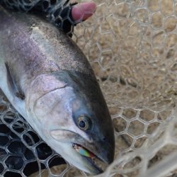 フィッシングレイクたかみや 釣果