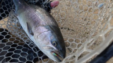 フィッシングレイクたかみや 釣果