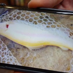 フィッシングレイクたかみや 釣果