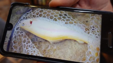 フィッシングレイクたかみや 釣果