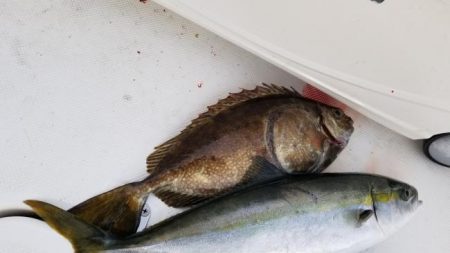 暁〜akatsuki〜 釣果